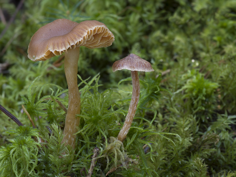 Cortinarius albovariegatus